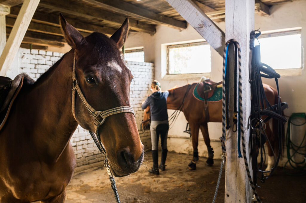 Our Favorite Horse Care Essentials