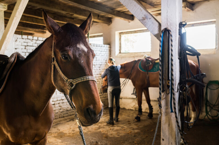 Read more about the article Our Favorite Horse Care Essentials