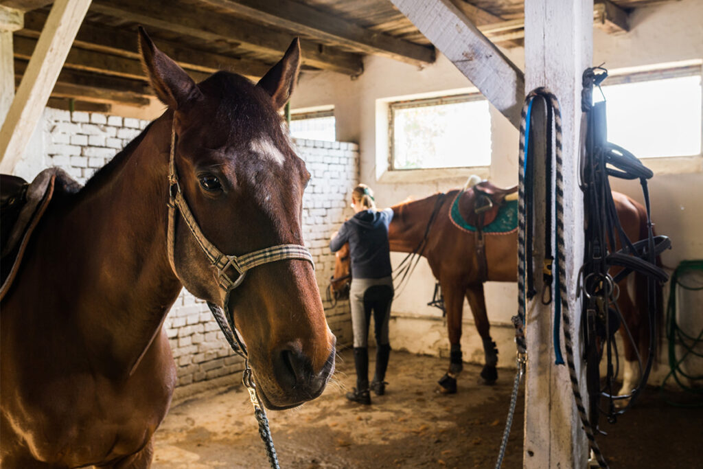 Our Favorite Horse Care Essentials
